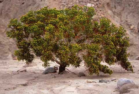 Photo of Desert-Fir, about 5 feet tall and 6 feet wide, dotted with yellow flowers attended by bees. In South Fork of Palm Wash near the Calcite Mine in Anza-Borrego Desert State Park.