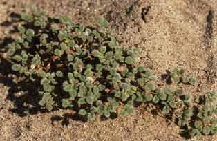 Photo of Turtleback, Psathyrotes ramosissima