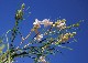 Desert Willow