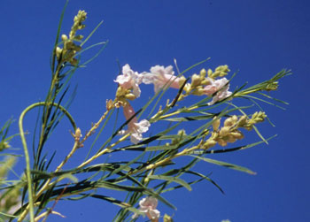 Desert Willow blossoms