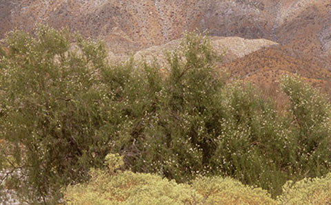 Desert Willow