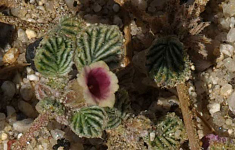 Closeup of Tiquilia palmeri showing the flower