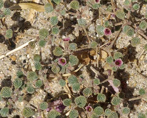 Photo showing Tiquilia palmeri spread out on the ground