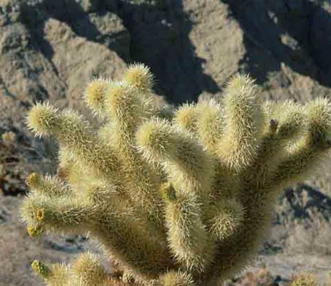 Photo of Teddy-bear Cholla, Cylindropuntia bigelovii