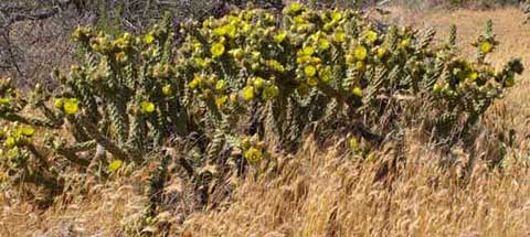 Photo of Cylindropuntia cali