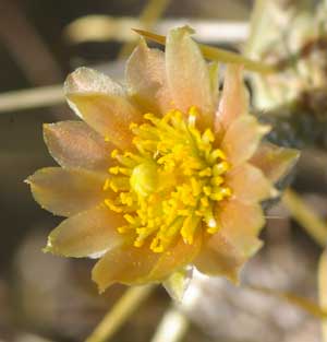 Photo of the light orange flower of a Diamond Cholla