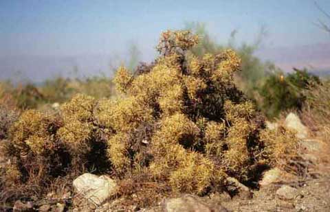 Photo of Cylindropuntia ramosissima