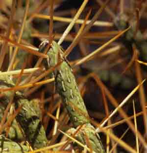 Closeup photo of the plant's green stem showing the diamond pattern