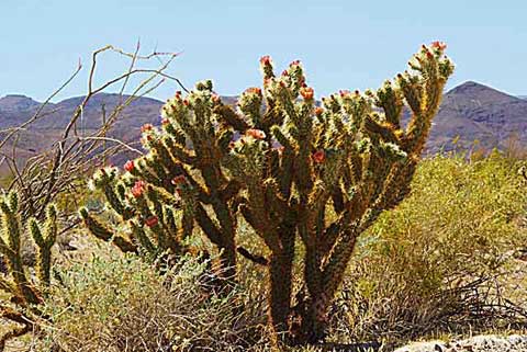 Photo of Wolf's Cholla with green branches and red flowers