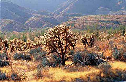 Photo of Cylindropuntia xfosbergii with backlit spines