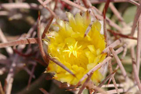 Closeup photo of the yellow flower of the Cotton-Top Cactus