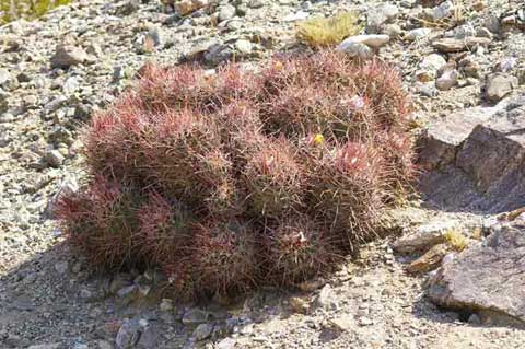 Photo of a reddish cluster of Cotton-top cactus with one tiny yellow flower