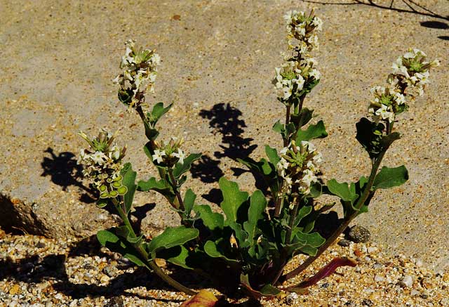 Photo of a Spectacle Pod with white flowers