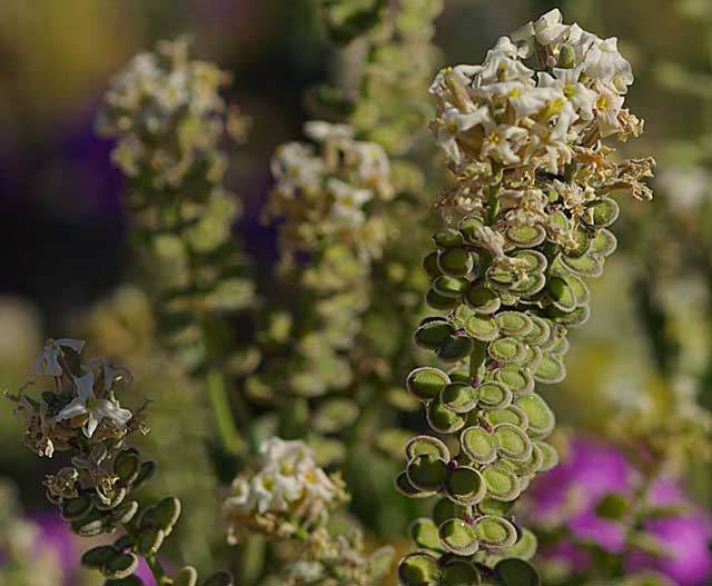 Closeup photo of the seed pods of a Spectacle Pod which look like pairs of spectacles