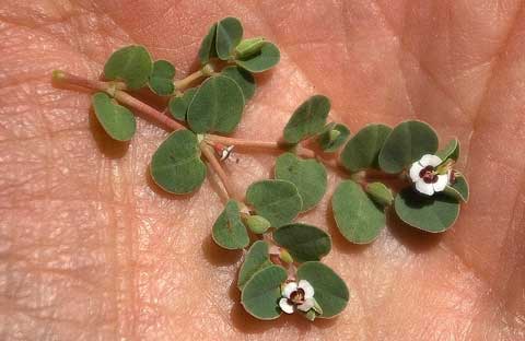 Photo of top side of leaves and flowers of Chamaesyce albomarginata