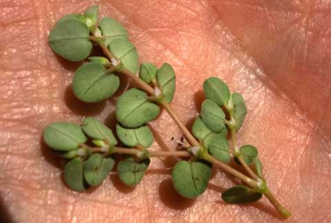 Photo of back side of leaves of Chamaesyce albomarginata