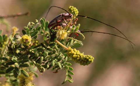 Longhorn Beetle enjoys some catclaw blossoms