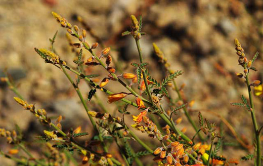 Photo of a branch of a Caesalpina shrub