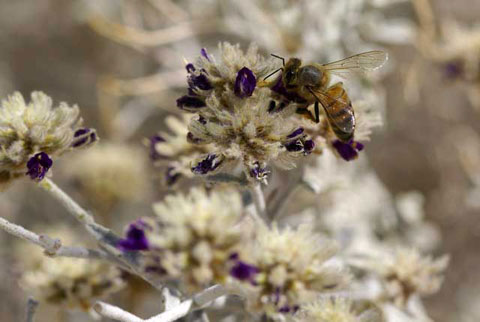 Closeup photo of a White Dalea or Dyeweed with a bee on a purple flower