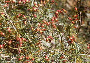 Photograph of a Fremont Indigo Bush in Fruit