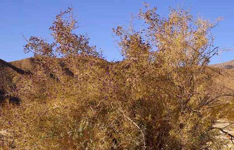 photo of an Indigo Bush with pea-size flowers of deep purple