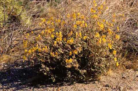 Photo of a Coues' Senna, a subshrub less than two feet tall