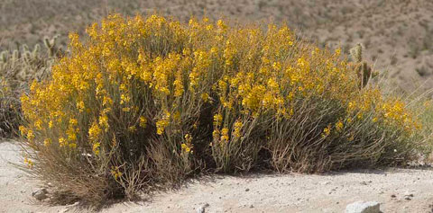 A blaze of golden color: Spiny Senna photographed at Pinyon Wash, April 1,  2009