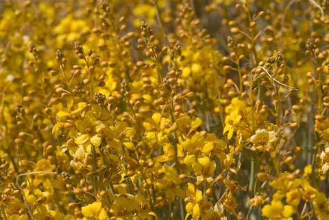 A blaze of golden color: Spiny Senna photographed at Pinyon Wash, April 1,  2009