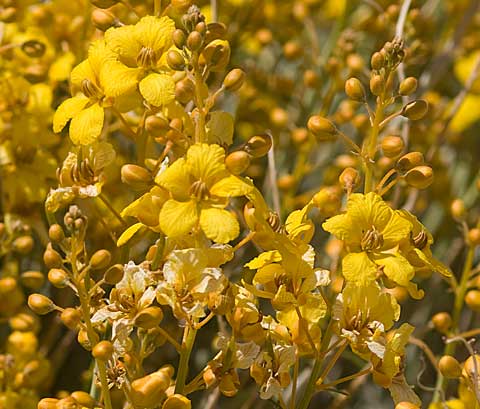 A blaze of golden color: Spiny Senna photographed at Pinyon Wash, April 1,  2009