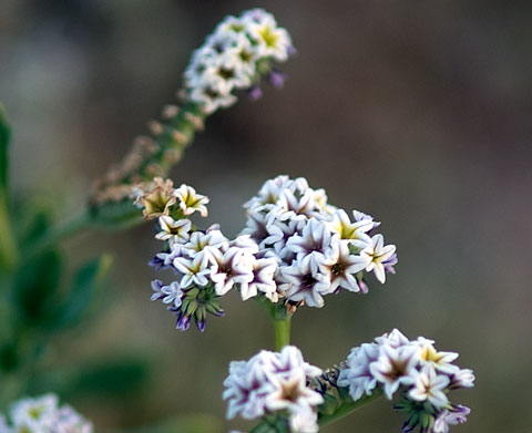 Closeup photo of Salt Heliotrope