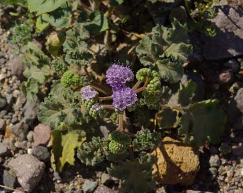 Photo of a Phacelia crenulata