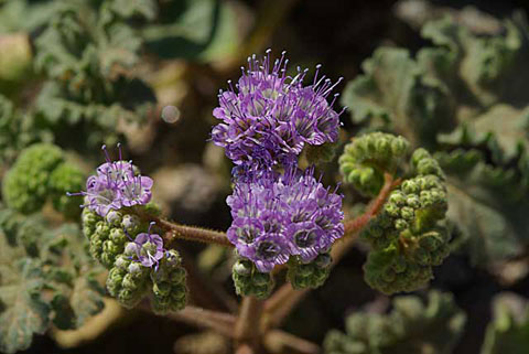 Closeup photo of the blue flowers of Phacelia crenulata