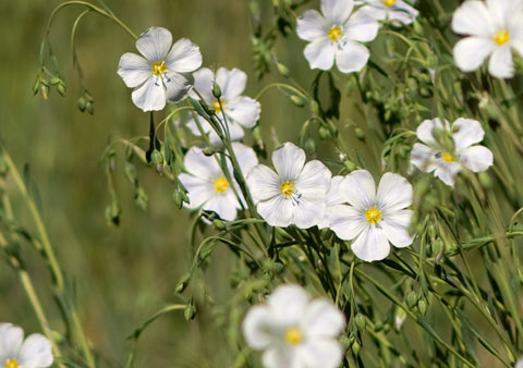 Closeup photo of Wild Flax