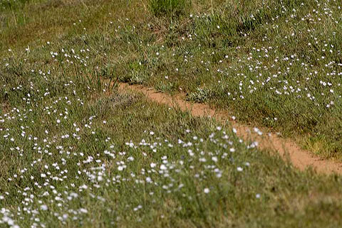 Wild Flax beside the Pacific Crest Trail near Mount Laguna