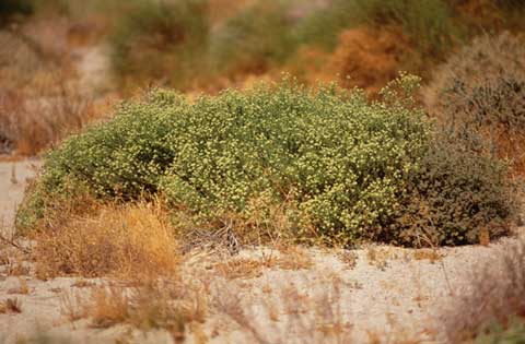 Photo of a large Sandpaper Plant, with small yellow flowers