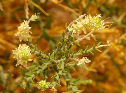 Closeup of a Sandpaper Plant