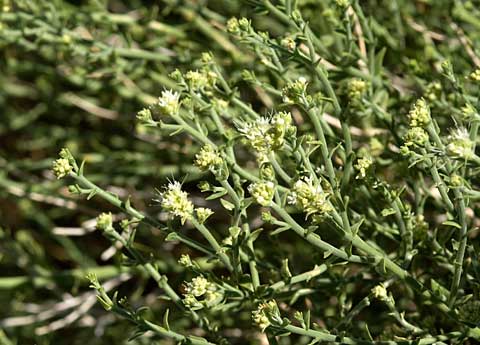 Closeup photo of a Sandpaper Plant