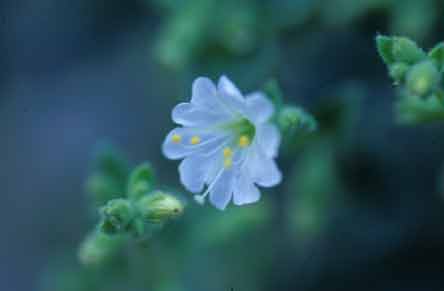 Photo of a white Wishbone Bush flower