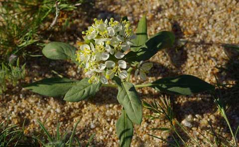 Photo of Desert Lantern, Camissonia boothii