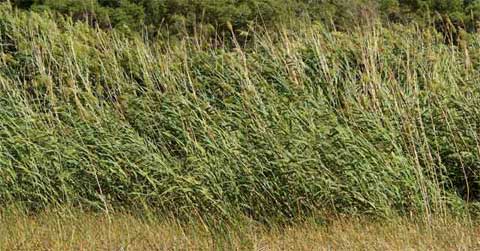 Photo of Common Reed showing green leaves after a summer rain