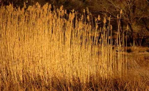 Closeup photo of feathery stems of Common Reed in its dry state. 