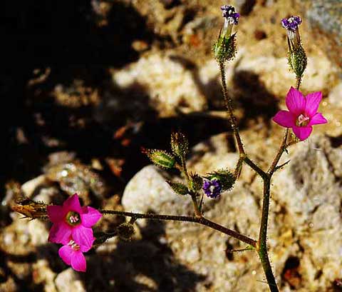 Closeup of Broad-flower Gilia