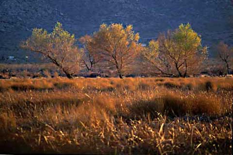 Cottonwood Trees near San Felipe Creek on the old Sentenac Ranch