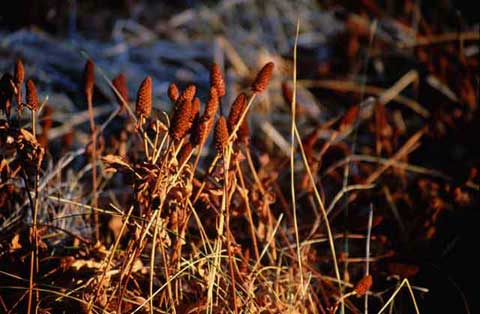 Photo of Yerba Mansa in a dried state. The white flowers are gone, leaving the rest of the plant which turns red