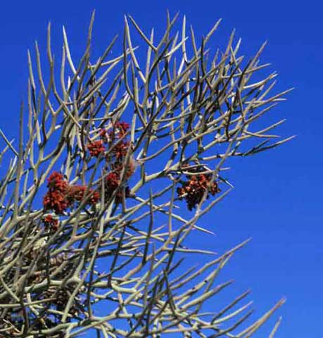 Crucifixion Thorn