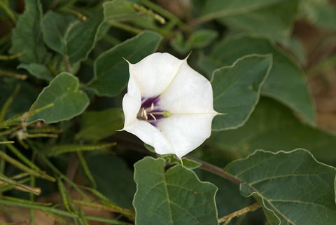 datura_discolor_0320.jpg