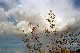 Creosote Bush