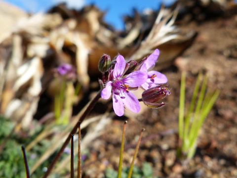 Filaree_anza-borrego-fred-melgert