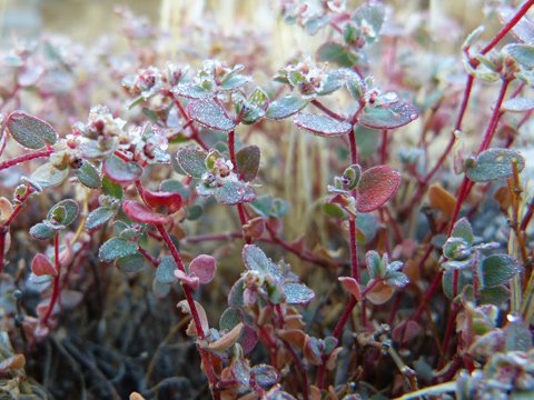 rattlesnake_spurge_fred_melgert