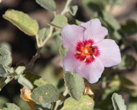 rock hibiscus